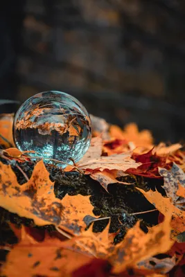 Free Images : leaf, autumn, macro photography, still life photography,  computer wallpaper 4000x6000 - - 1546777 - Free stock photos - PxHere