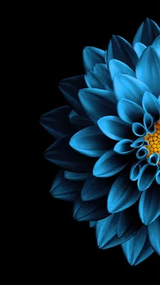 Pin by Mohsen Hosseini on 4k 8k wallpapers | Black background wallpaper,  Flower background iphone, Phone wallpaper