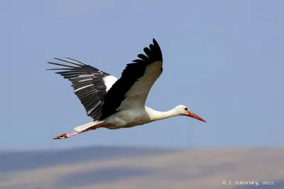 Белый аист (Ciconia ciconia)