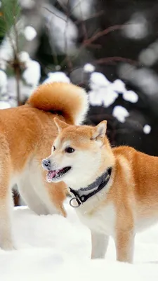 Download Free 100 + akita Wallpapers