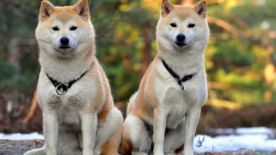 Обои Akita Inu Dogs in Snow на телефон iPhone 5C