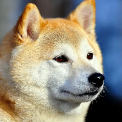 Обои Dogs Akita Inu на телефон iPhone 7