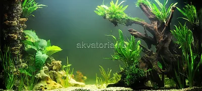 AquaCoral: современные морские аквариумы: купить, на заказ, изготовление