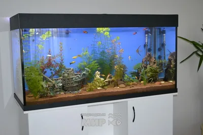 Морской аквариум 60л | Reef tank 60l - YouTube