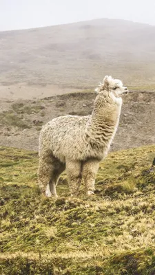 Alpaca amigável com seu papel de parede de casaco de lã fofo para o  telefone | Foto Premium