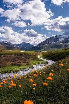 Russia, Altay, mountains, river, clouds, wildflowers 640x1136 iPhone  5/5S/5C/SE wallpaper, background, picture, image