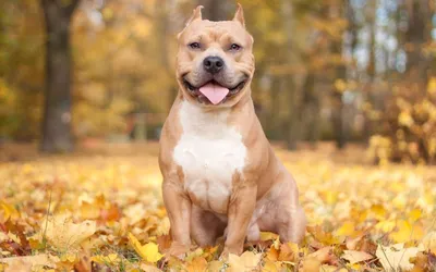 Американский стаффордширский терьер, фото фотография картинка обои,  american staffordshire terrier HD wallpaper | Pxfuel