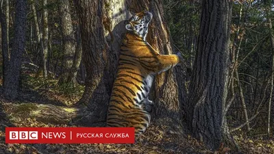 Число амурских тигров на \"Земле леопарда\" существенно выросло - Новости РГО