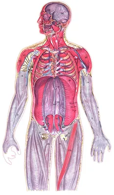 Строение человека анатомия человека картинки