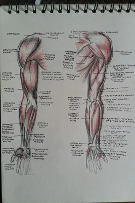 анатомия человека в картинках | Medical illustration, Anatomy and  physiology, X ray