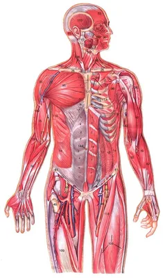 Картинки для анатомии человека