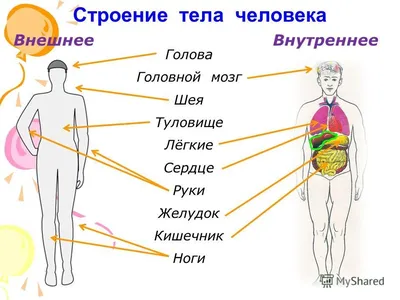 Лимфатическая система, (анатомия человека) плакат, глянцевый холст от 200  г/кв.м, размер A1+ - купить с доставкой по выгодным ценам в  интернет-магазине OZON (975436797)