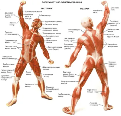 картинки : женщина, сердце, биология, Мода, череп, Кость, рот, Легкое, тело  человека, лицо, глаза, наука, Фигура, глава, Кожа, Губы, головной мозг,  Пара, Анатомия, Тело, платье, Обучение, Желудок, Медицинский, Печень, Уход  за больными,