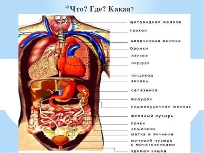 Анатомия человека фото - origins.org.ua