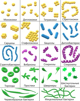 БАКТЕРИИ vs ВИРУСЫ - Клиника в Праге MEDICA MENTE