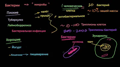 Как бактерии кишечника защищают организм