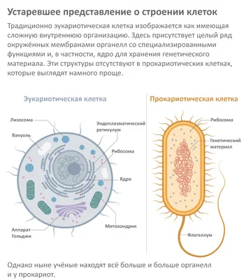 Хемосинтезирующие бактерии окислили марганец