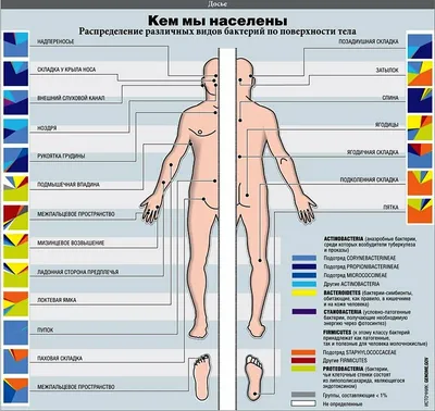 10 неожиданных мест, где обитают бактерии - Блог Компании Сателлит | Москва