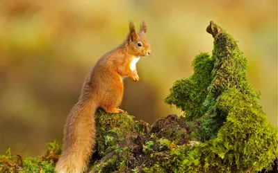 Белка обыкновенная (Sciurus vulgaris) — Зоопарк «Лимпопо» г. Нижний  Новгород – Нижегородский зоопарк