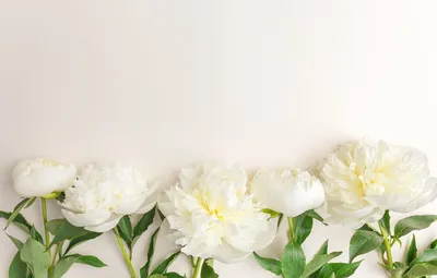 Обои цветы, white, белые, flowers, beautiful, пионы, peonies | Лето фоны,  Цветочные фоны, Обои