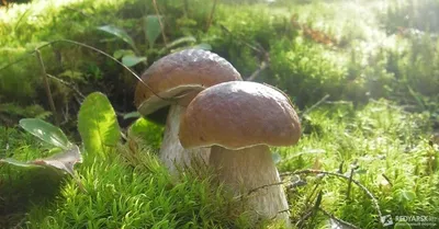 Белый гриб берёзовый - Boletus betulicola - Грибы Уломы Железной