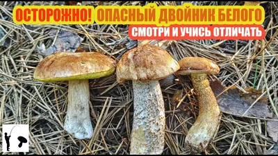 Белый гриб еловый - Boletus edulis - Грибы Уломы Железной