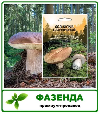 Белый гриб берёзовый (Boletus form betulicolus) или Boletus edulis form  betulicola | Грибы, Белый гриб, Дикие грибы