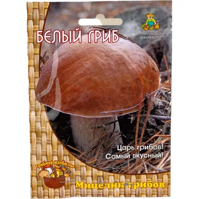 Белый гриб дубовый (Boletus reticulatus) фотографии, видео и истории