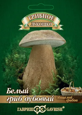 Boletus reticulatus, Белый гриб сетчатый