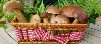 Белый гриб настоящий (Boletus edulis) – Грибы Сибири