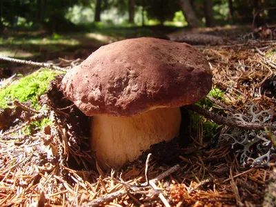 Boletus edulis, Белый гриб