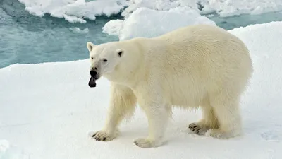 Голодные белые медведи все чаще выходят к людям из-за таяния льда -  Ведомости.Экология