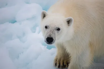 Белый медведь (Ursus maritimus) — Зоопарк «Лимпопо» г. Нижний Новгород –  Нижегородский зоопарк