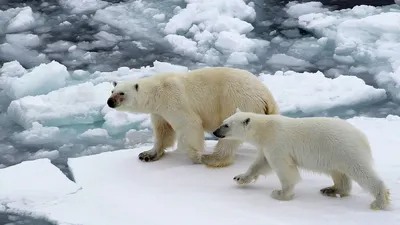 Picture Polar bears bear Winter Snow Animals 1080x1920