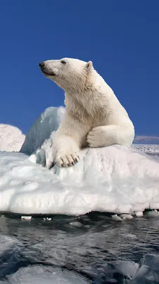 Images Polar bears Bears Ice Animals 1080x1920