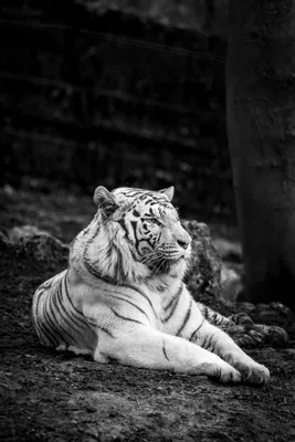 Download \"Bengal Tiger\" wallpapers for mobile phone, free \"Bengal Tiger\" HD  pictures