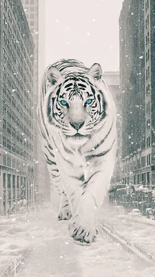 Тигры, тигрицы и тигрята - фото и обои, tigers wallpapers