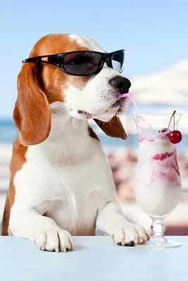 Image eyeglasses Dogs Beagle Funny Stemware Mixed drink 640x960