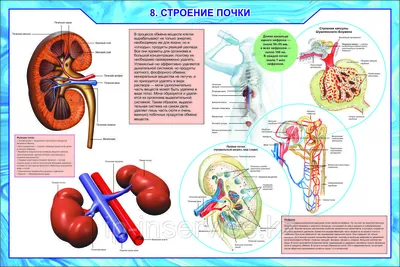 Биология. Полный школьный курс Лилия Камлюк, Николай Лисов : купить в  Минске в интернет-магазине — OZ.by