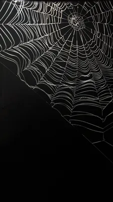 Spider web on phone wallpaper - pikabu.monster