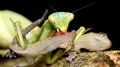 Орхидейный богомол (Hymenopus coronatus) - Picture Insect