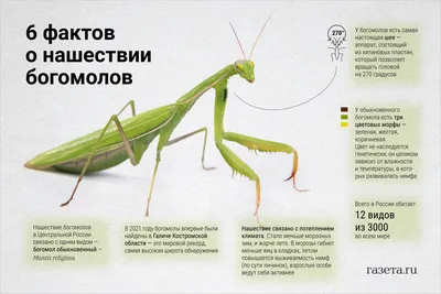 Африканский древесный богомол (Sphodromantis viridis) - Picture Insect