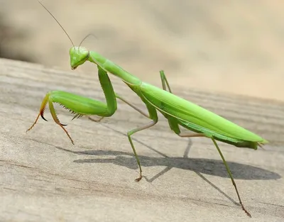 Африканский древесный богомол (Sphodromantis viridis) купить в Москве по  цене 690 руб. в интернет-магазине ExoLife