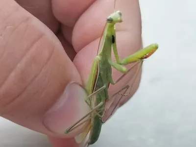 Богомол, Religiosa Mantis, конец вверх Bali Индонесия Стоковое Фото -  изображение насчитывающей насекомое, богомол: 120085964