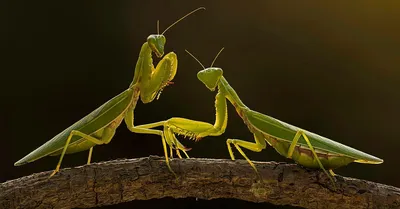 Обыкновенный богомол (Mantis religiosa) в Мордовии - Природа Республики  Мордовия