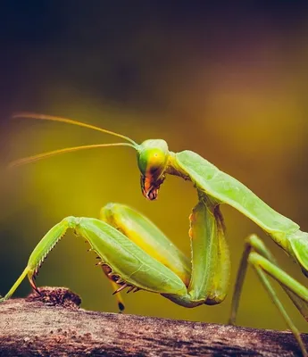 Mantodea / красивые картинки :: макросъемка :: Богомол :: Насекомое /  картинки, гифки, прикольные комиксы, интересные статьи по теме.