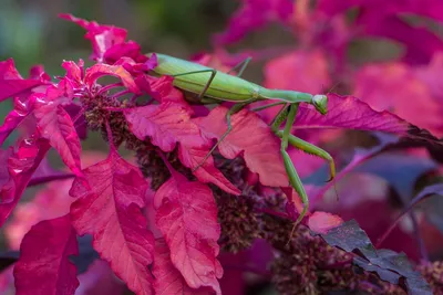 Mantis religiosa. / сфотографировал сам :: Насекомое :: Богомол :: фото /  смешные картинки и другие приколы: комиксы, гиф анимация, видео, лучший  интеллектуальный юмор.