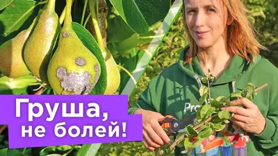 Ржавчина груши и можжевельника: мифы и реальность | Сад в Черноземье:  дневник наблюдений | Дзен