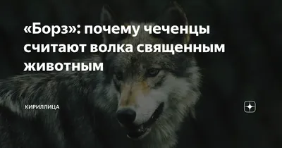 Головные уборы Chechnya CHECHEN для мужчин и женщин, мужская вязаная шапка,  хамзат, чимаев, Борз, Chechen Wolf, теплая Кепка-бини | AliExpress