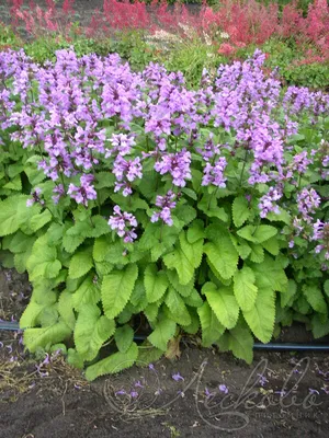 Буквица крупноцветковая (Betonica grandiflora) - Люблю Цветы - Магазин  рассады цветов в Барнауле